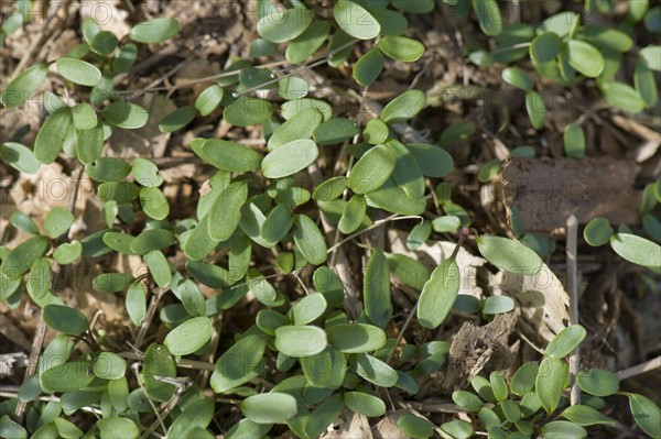 Cleavers