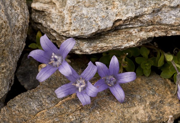 Flowering mont cenis bellflower