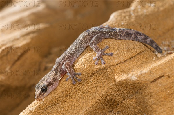 European leaf-toed gecko