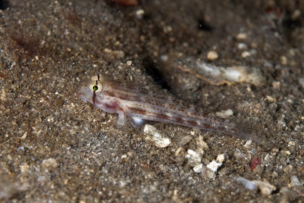 Eyebar Goby