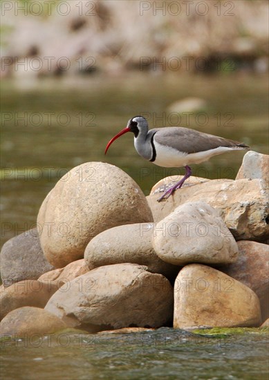 Ibisbill