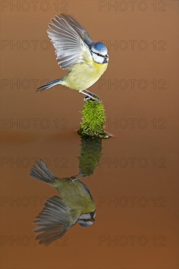 Blue Tit