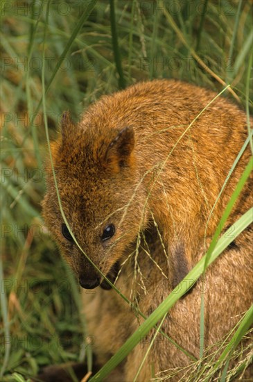 Quokka