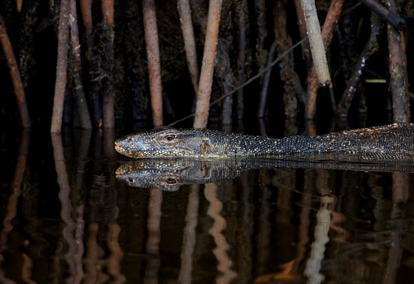 Southeast Asian water monitor