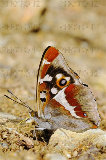 Purple Emperor adult