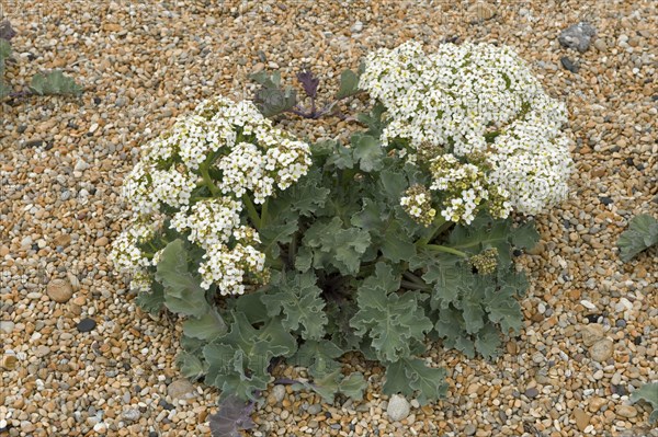 Sea kale