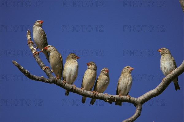 Red-headed quelea