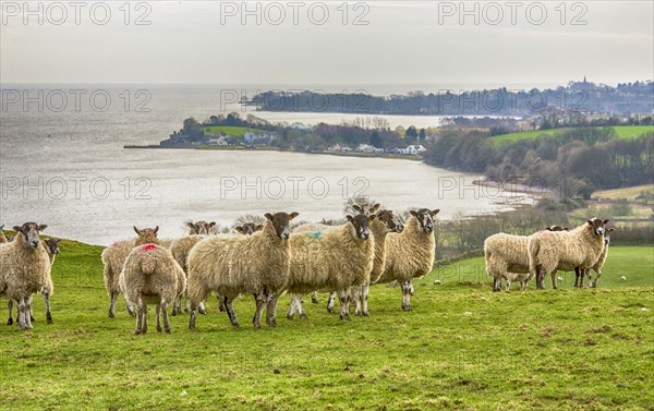 Domestic Sheep