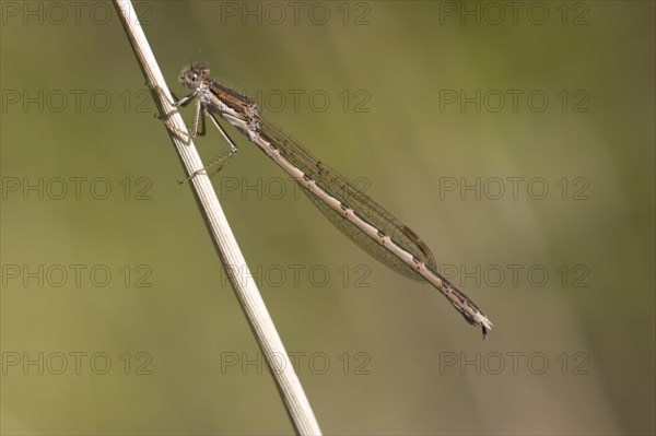 Common winter damselflies