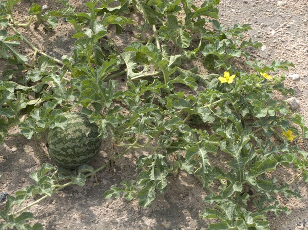 Watermelon