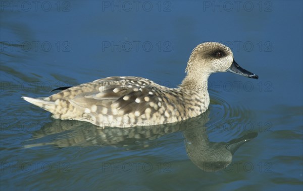 Marbled Teal