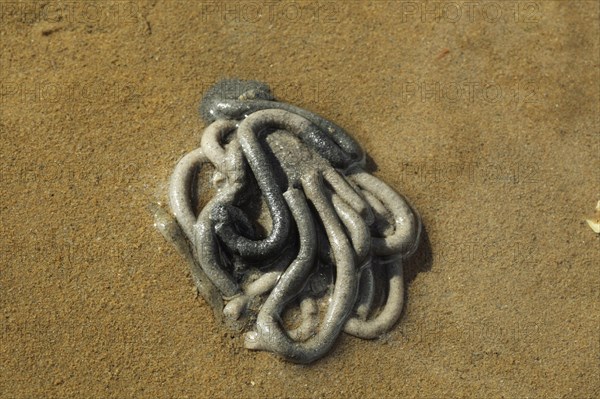 Lugworm