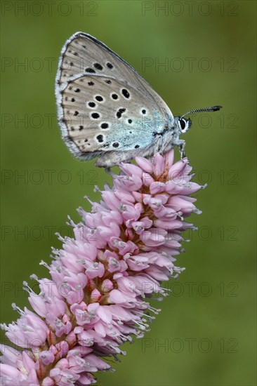 Large large blue