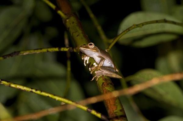 Madagascar frog