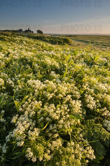 Flowering mass of Hoary whitetop