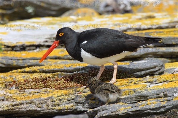 Magellanic Oystercatcher