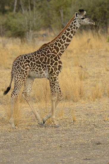 Thornicroft's Giraffe