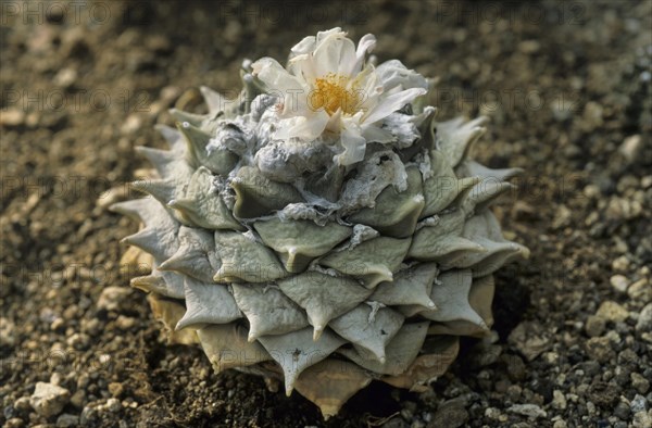 Truncated warty woolly fruit cactus