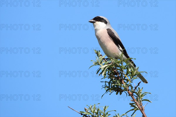 Black-fronted Bush Shrike