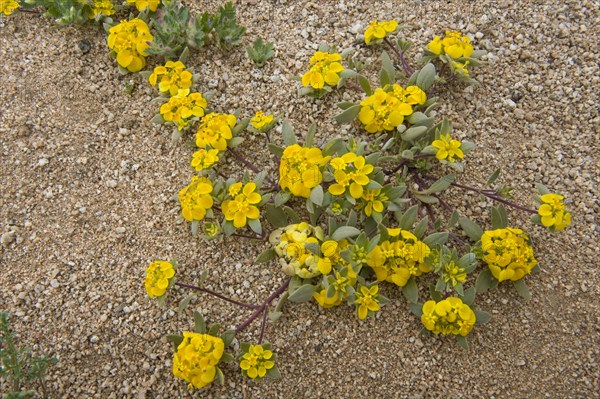 Flowering Rosita