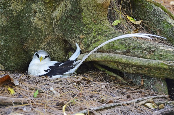 White-tailed Tropicbird