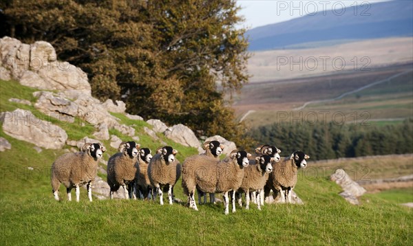 Domestic Sheep