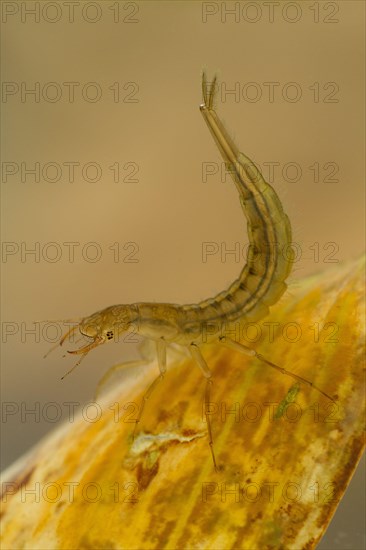 Great diving beetle