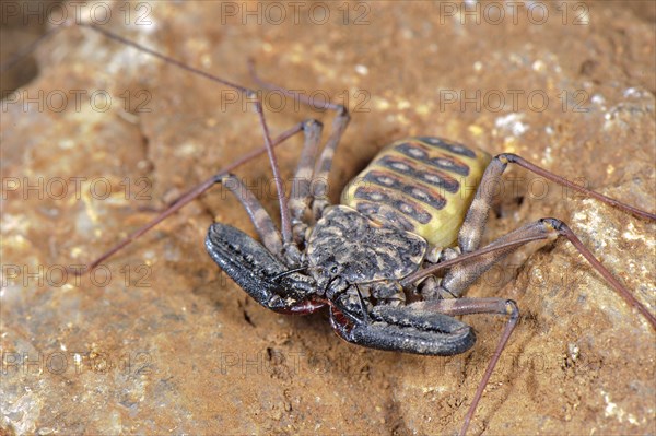 Variegated Tailless Whip whipscorpion