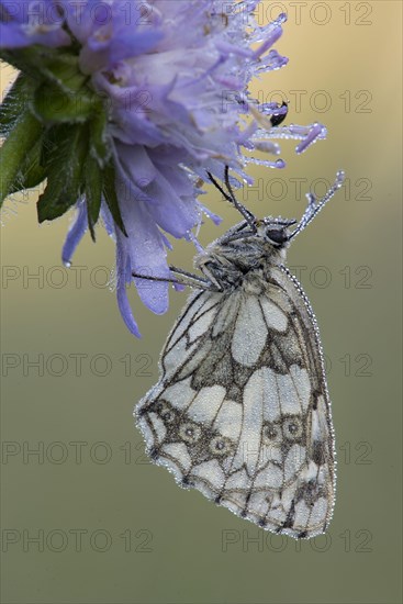 Marbled White