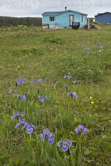 Flowering Canadian beachhead iris