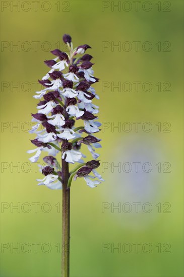 Lady Orchid