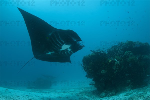 Reef manta ray