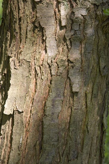 Antarctic southern Beech