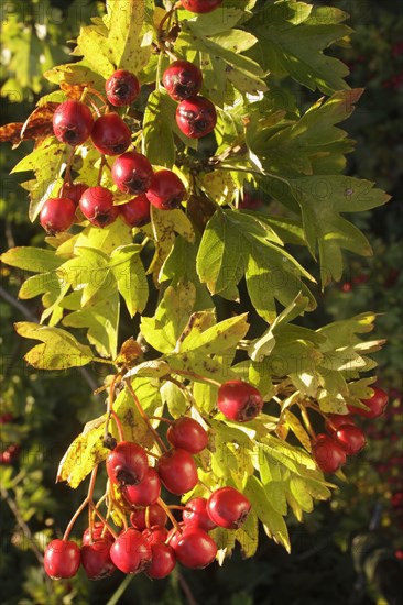 Common Hawthorn