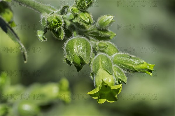 Cultivated cultivated tobacco