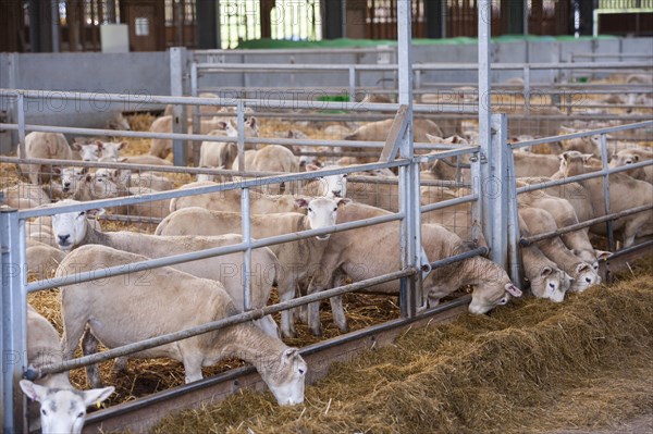 Domestic Sheep