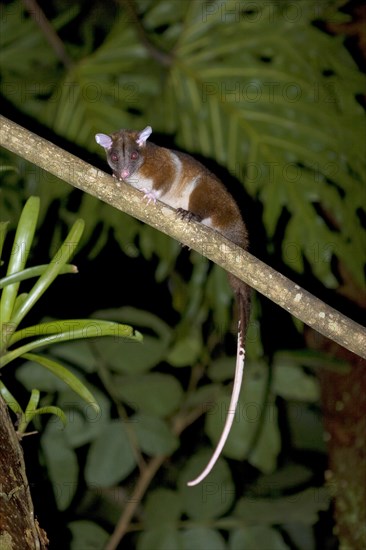 Derby's Woolly derby's woolly opossum