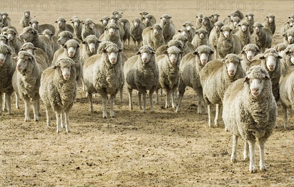 Indigenous sheep