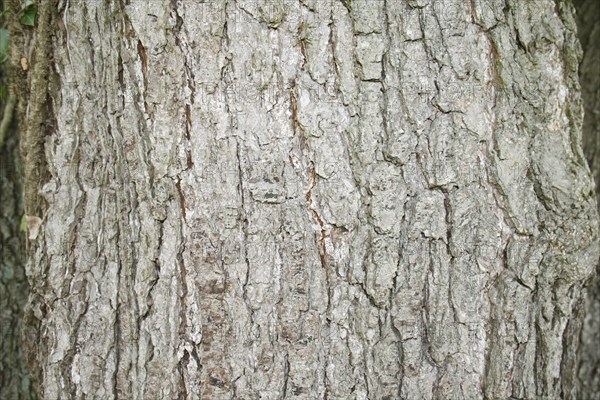 Black alder