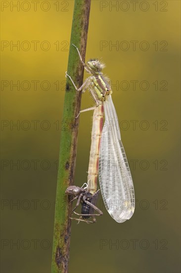 Early damselfly