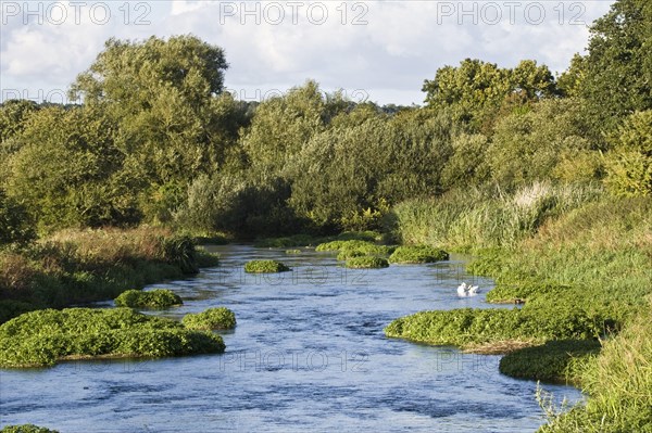 View of the chalk stream habitat