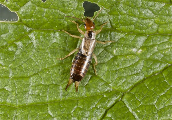 Common earwig