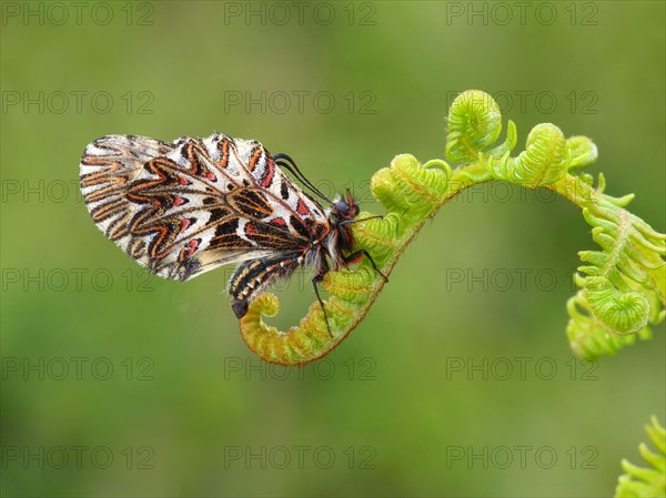 Southern festoon