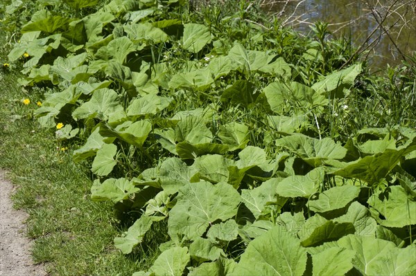Butterbur