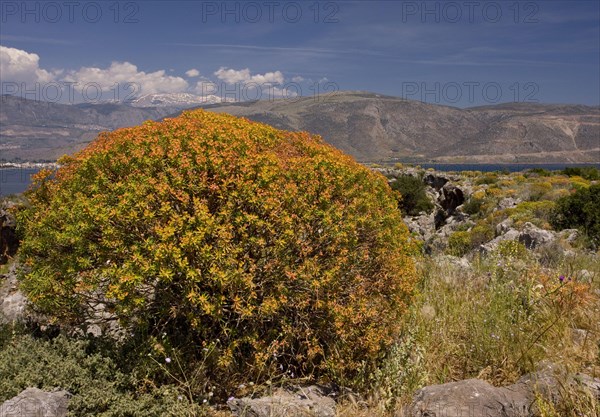 Tree spurge