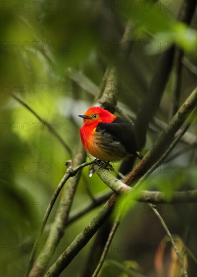 Band-tailed Manakin