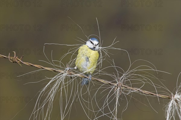 Blue Tit