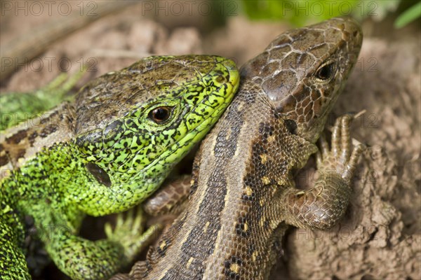 Sand lizards