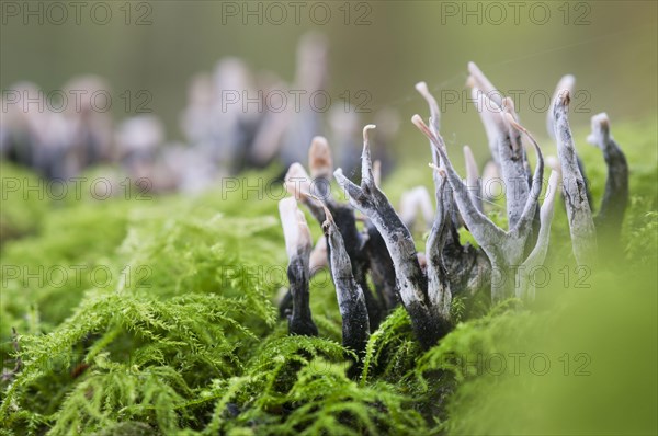 Candle snuff fungus