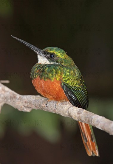 Rufous-tailed Jacamar